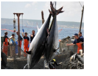 Balfegó chỉ mất 7 ngày khai thác hết hạn ngạch bluefin