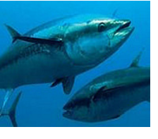 Dự án nuôi trồng bluefin thất bại