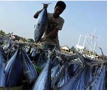 Cá ngừ Indonesia có thể được hưởng mức thuế ưu đãi hơn