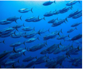 Thư kêu gọi bảo vệ nguồn lợi cá ngừ
