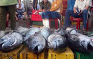 Khanh Hoa’s seafood export turnover soars
