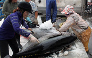 Phu Yen: Tuna production in 2012 up 7.1%