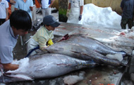 Tuna export showed fast growth