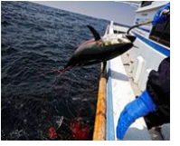 8 địa phương ở Nhật vi phạm quy định khai thác bluefin